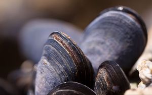 Preview wallpaper clams, mussels, shell, close-up
