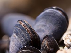 Preview wallpaper clams, mussels, shell, close-up