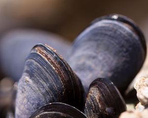 Preview wallpaper clams, mussels, shell, close-up