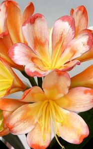 Preview wallpaper cleave, flower, bright, stamen, close-up