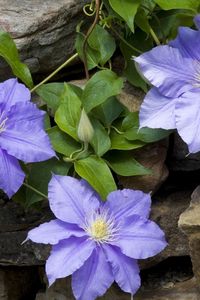 Preview wallpaper clematis, bindweed, stone, masonry, leaves