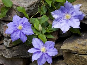 Preview wallpaper clematis, bindweed, stone, masonry, leaves