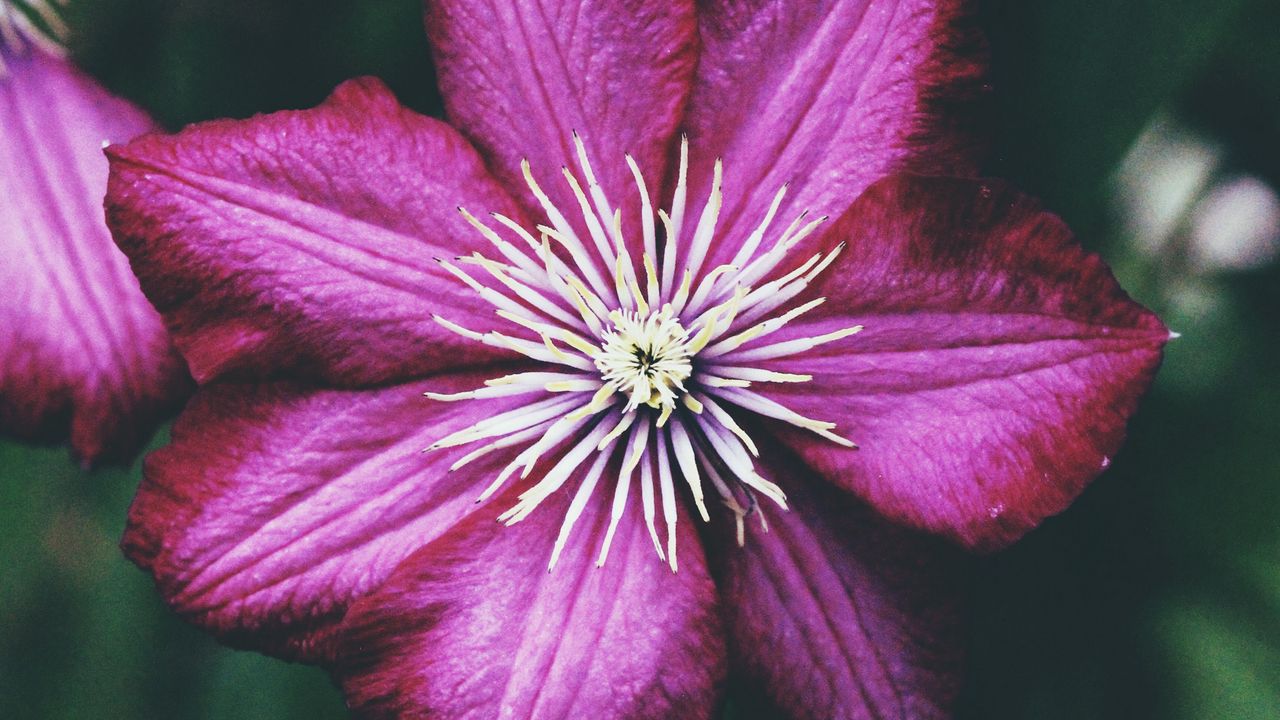 Wallpaper clematis, bud, petals