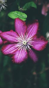 Preview wallpaper clematis, bud, petals