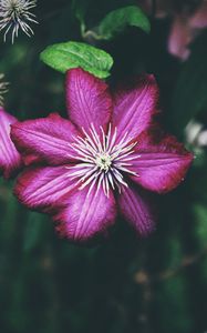 Preview wallpaper clematis, bud, petals