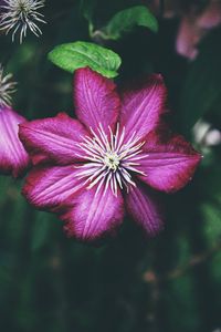 Preview wallpaper clematis, bud, petals