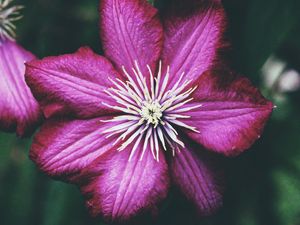 Preview wallpaper clematis, bud, petals