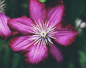 Preview wallpaper clematis, bud, petals