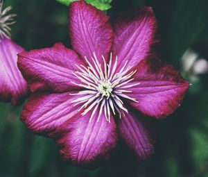 Preview wallpaper clematis, bud, petals