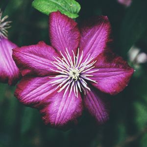 Preview wallpaper clematis, bud, petals