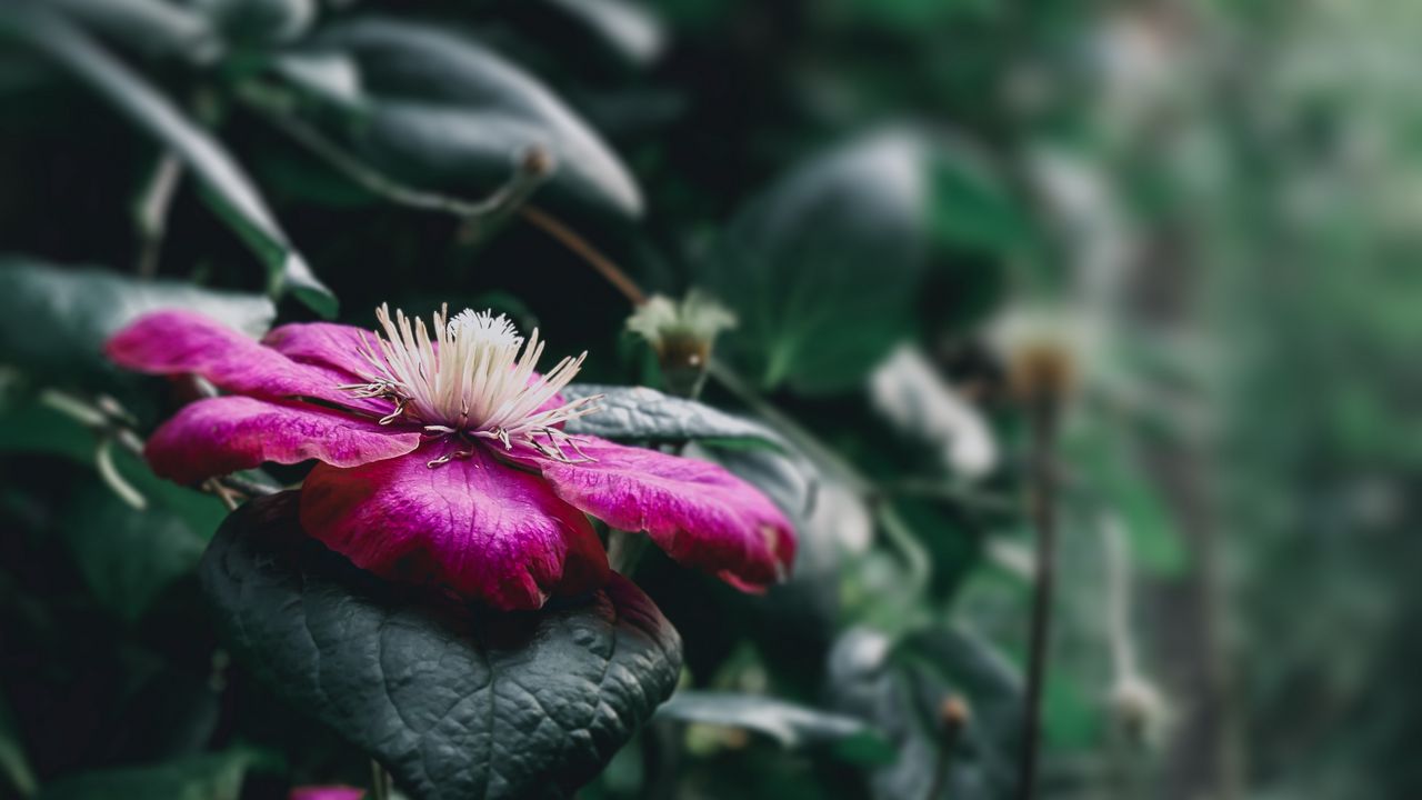 Wallpaper clematis florida, flower, petals, pink, blur