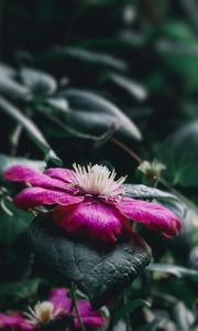 Preview wallpaper clematis florida, flower, petals, pink, blur