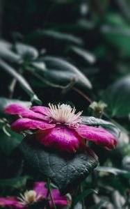 Preview wallpaper clematis florida, flower, petals, pink, blur