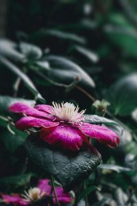 Preview wallpaper clematis florida, flower, petals, pink, blur