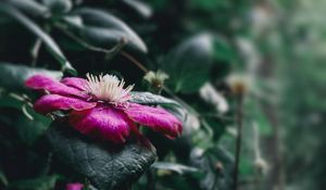 Preview wallpaper clematis florida, flower, petals, pink, blur