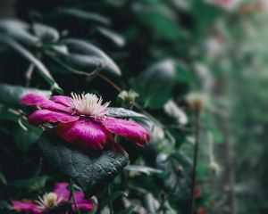 Preview wallpaper clematis florida, flower, petals, pink, blur