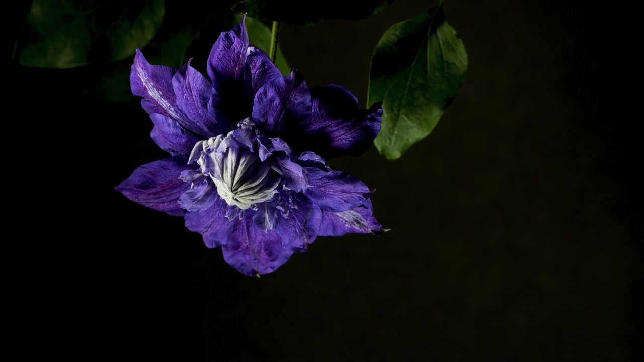 Wallpaper clematis, flower, petals, blue