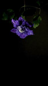 Preview wallpaper clematis, flower, petals, blue