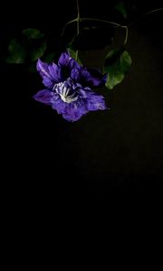 Preview wallpaper clematis, flower, petals, blue