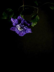 Preview wallpaper clematis, flower, petals, blue