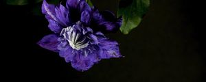 Preview wallpaper clematis, flower, petals, blue