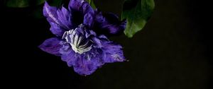 Preview wallpaper clematis, flower, petals, blue