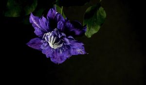 Preview wallpaper clematis, flower, petals, blue