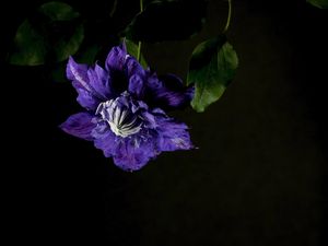 Preview wallpaper clematis, flower, petals, blue