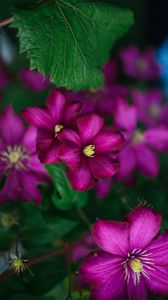 Preview wallpaper clematis, flower, petals, flowering