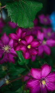 Preview wallpaper clematis, flower, petals, flowering