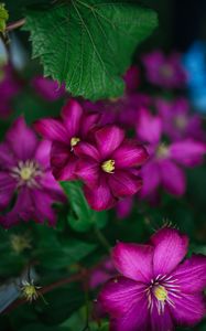 Preview wallpaper clematis, flower, petals, flowering