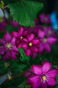 Preview wallpaper clematis, flower, petals, flowering