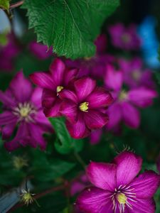 Preview wallpaper clematis, flower, petals, flowering