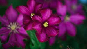 Preview wallpaper clematis, flower, petals, flowering