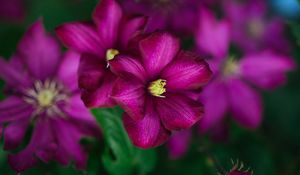 Preview wallpaper clematis, flower, petals, flowering