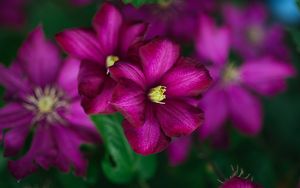 Preview wallpaper clematis, flower, petals, flowering