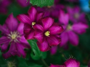 Preview wallpaper clematis, flower, petals, flowering