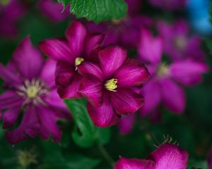 Preview wallpaper clematis, flower, petals, flowering