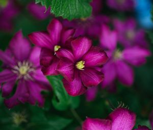 Preview wallpaper clematis, flower, petals, flowering