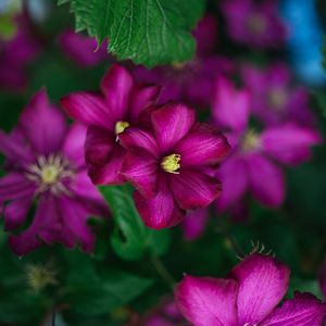 Preview wallpaper clematis, flower, petals, flowering