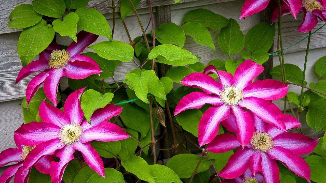 Wallpaper clematis, flowering, bindweed, leaves, wall