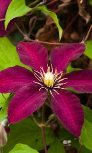 Preview wallpaper clematis, flowering, branches, bright