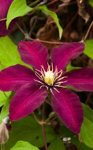 Preview wallpaper clematis, flowering, branches, bright