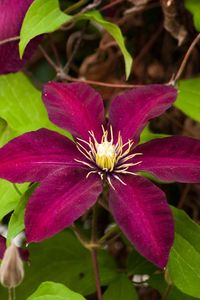 Preview wallpaper clematis, flowering, branches, bright