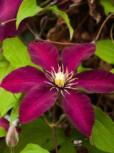 Preview wallpaper clematis, flowering, branches, bright