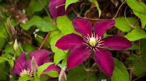 Preview wallpaper clematis, flowering, branches, bright