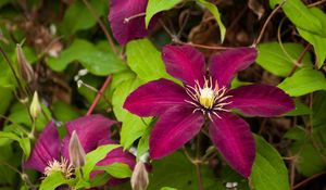 Preview wallpaper clematis, flowering, branches, bright