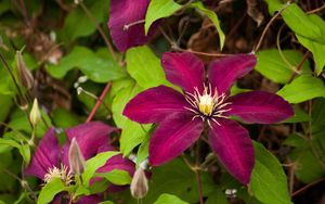 Preview wallpaper clematis, flowering, branches, bright