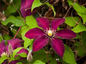 Preview wallpaper clematis, flowering, branches, bright