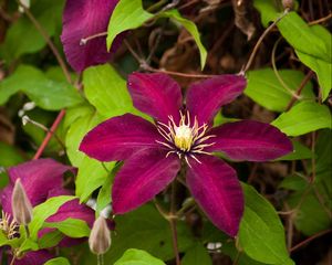 Preview wallpaper clematis, flowering, branches, bright